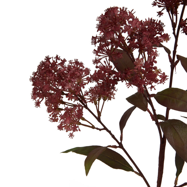 Medium Burgundy Smokebush Stem - Reposing