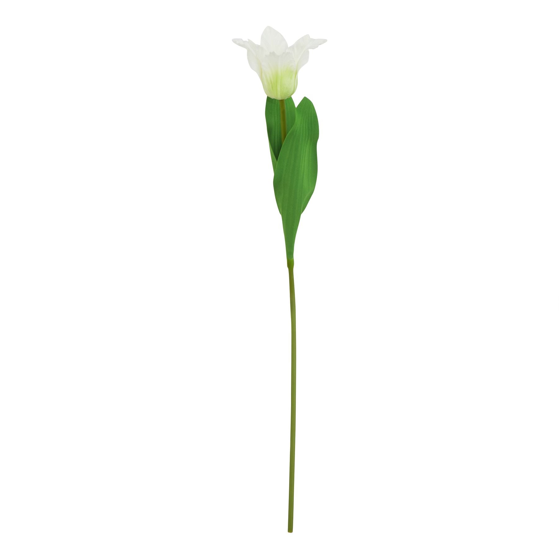 Reposing V The Natural Garden Collection White Parrot Tulip