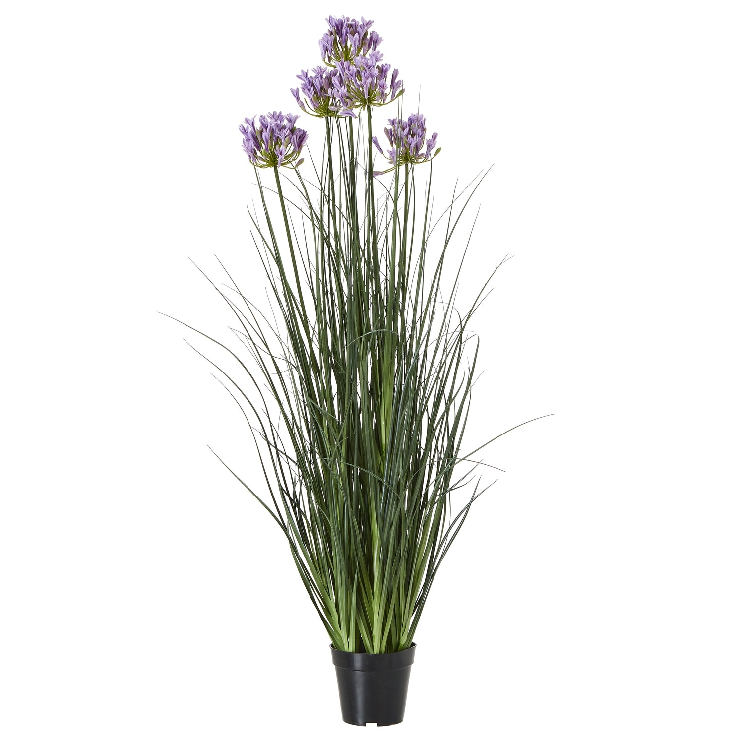 Reposing V Large Purple Agapanthus Plant In Pot