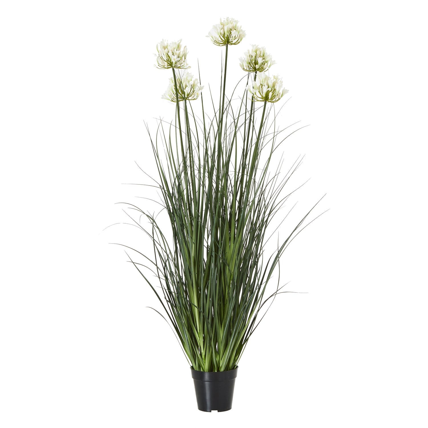 Reposing V Large White Agapanthus Plant In Pot