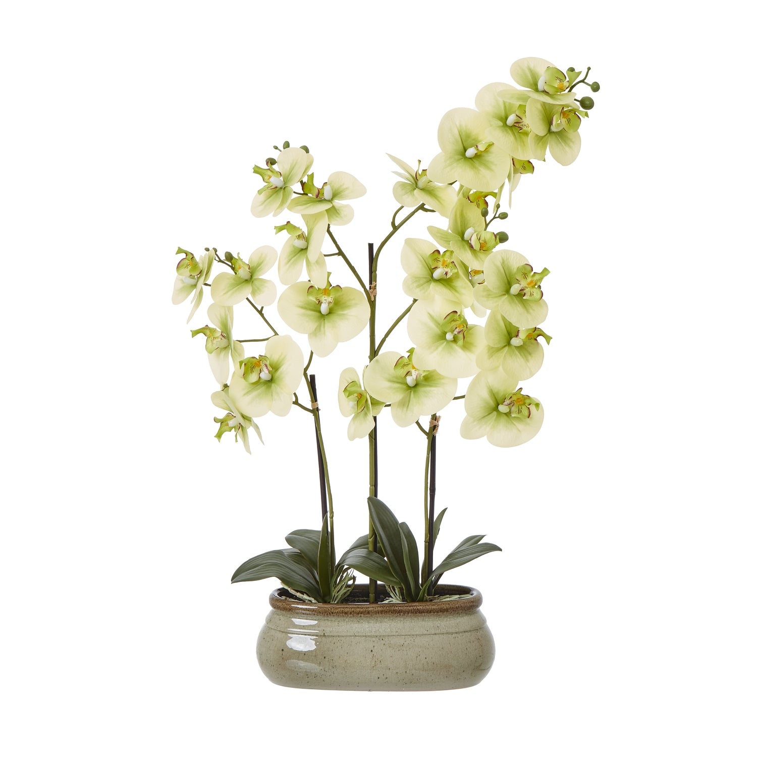 Reposing V Large Green Orchid In Ceramic Pot