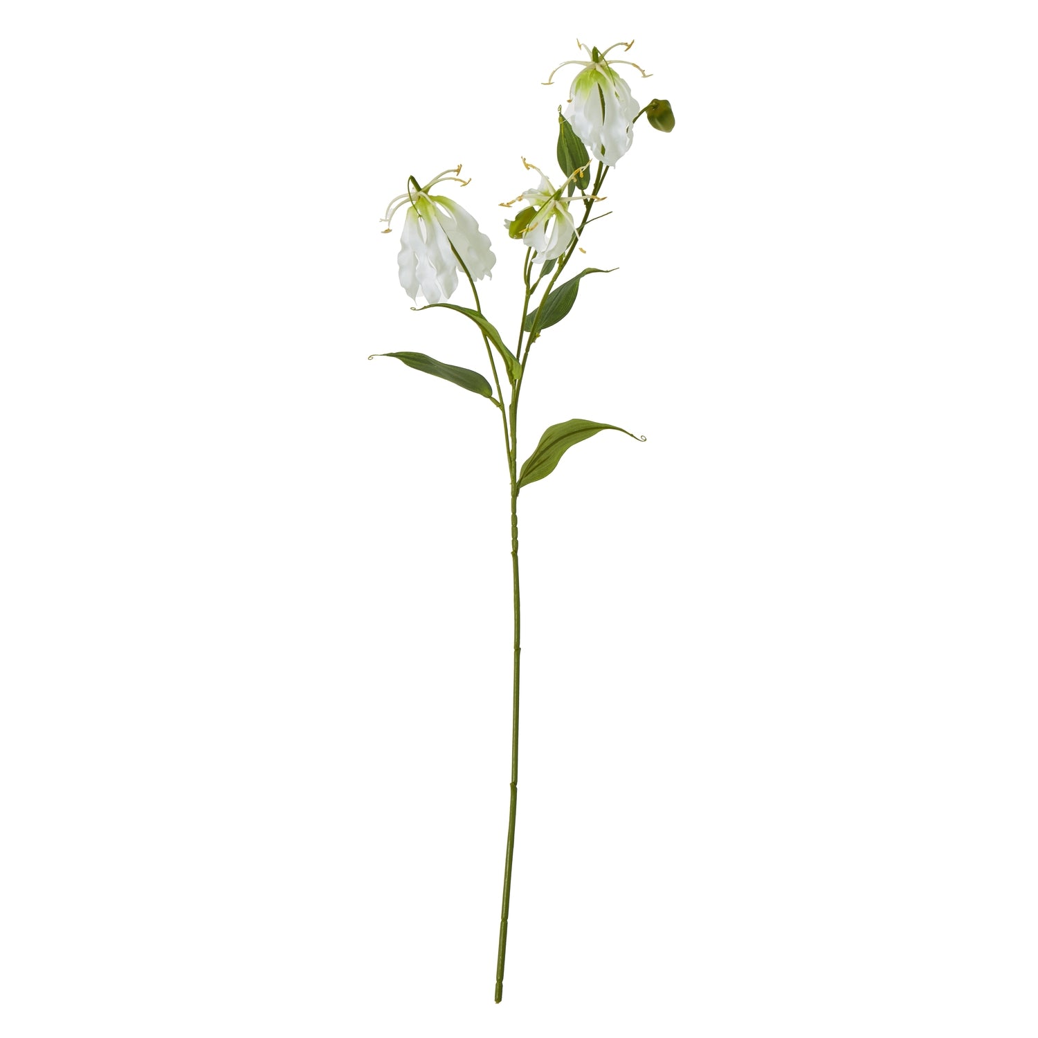 Reposing V Cream Gloriosa Spray