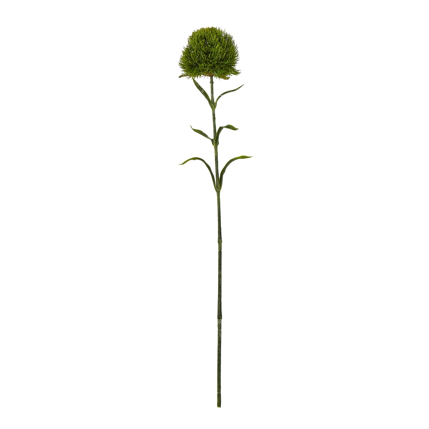 Reposing V Dark Green Dianthus Stem