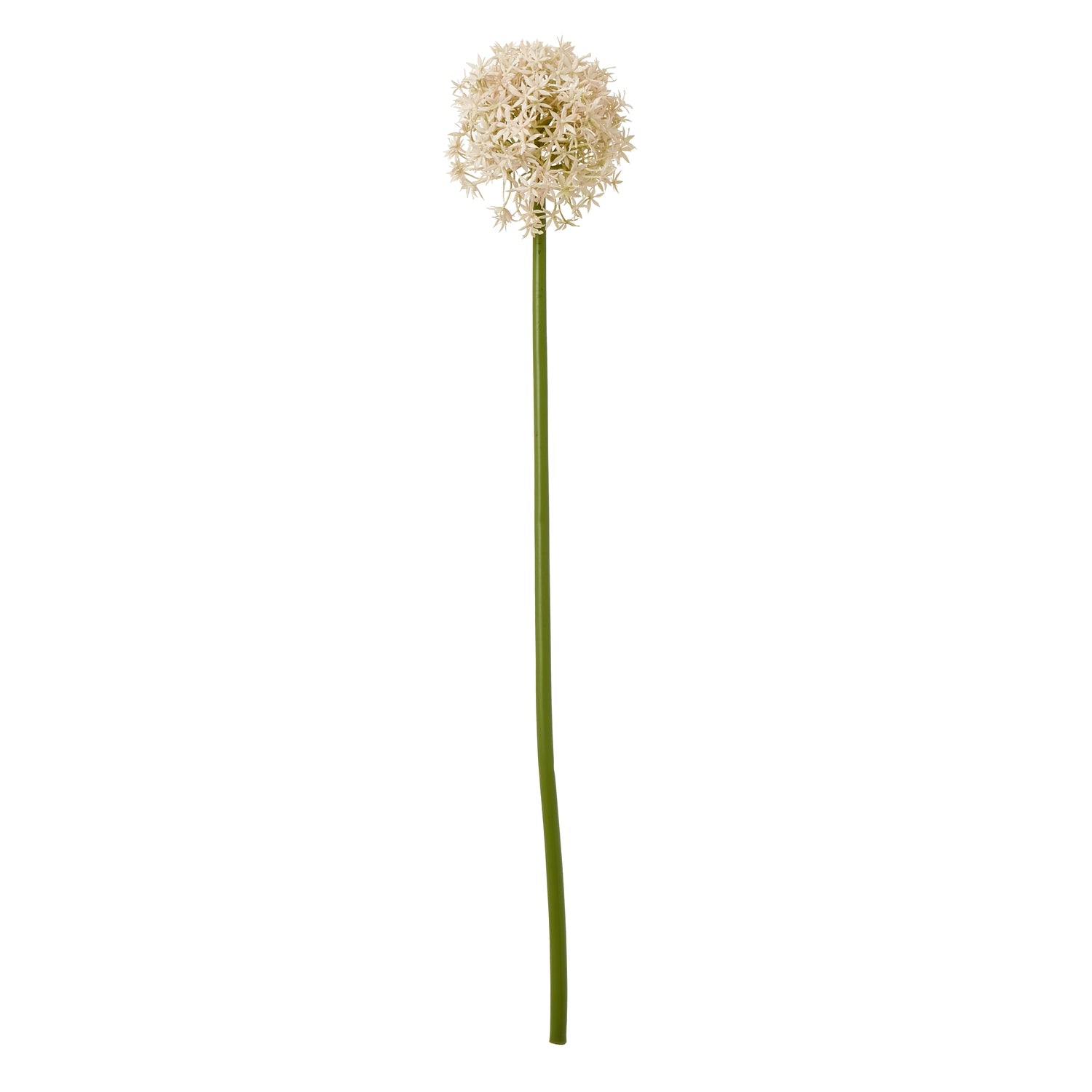 Reposing V Pink Medium Allium Stem - Reposing