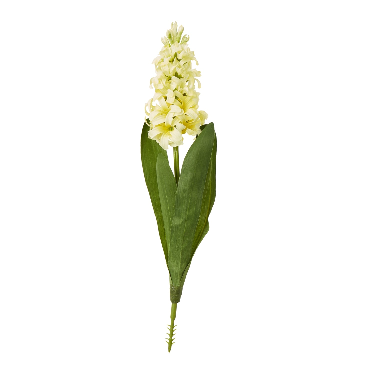 Reposing V Yellow Hyacinth Stem